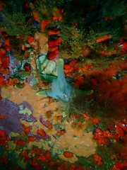 Callopatiria formosa