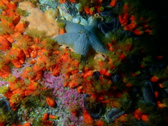 Callopatiria formosa