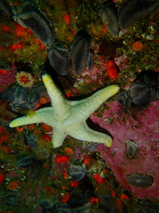 Callopatiria formosa
