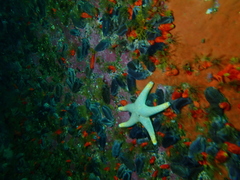 Callopatiria formosa