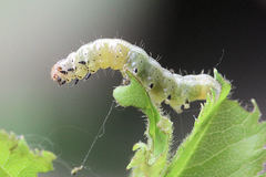 Cosmia trapezina