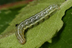 Cosmia trapezina