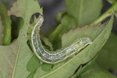 Cosmia trapezina