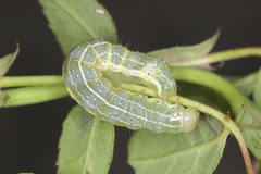 Cosmia trapezina