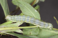 Cosmia trapezina