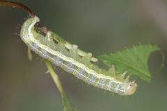 Cosmia trapezina