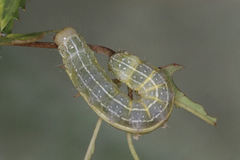 Cosmia trapezina