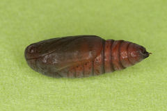 Cosmia trapezina