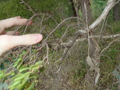 Amyema gaudichaudii