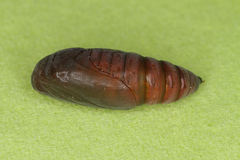 Cosmia trapezina