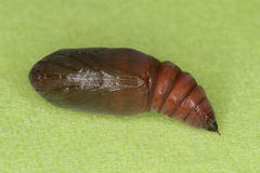 Cosmia trapezina