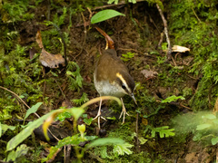 Urosphena whiteheadi