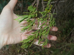 Amyema gaudichaudii