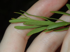 Amyema gaudichaudii