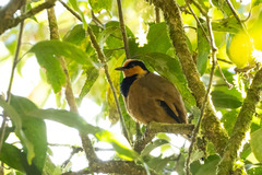 Chlamydochaera jefferyi