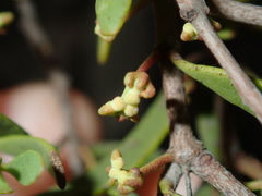 Amyema gaudichaudii