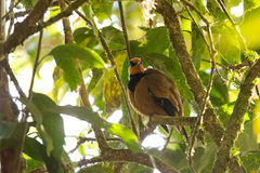 Chlamydochaera jefferyi