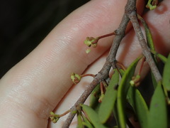 Amyema gaudichaudii