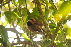 Chlamydochaera jefferyi