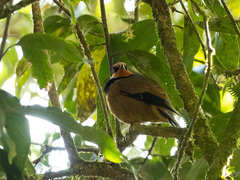 Chlamydochaera jefferyi