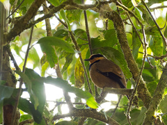 Chlamydochaera jefferyi