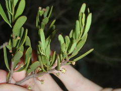 Amyema gaudichaudii