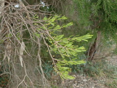 Amyema gaudichaudii