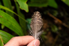 Strix leptogrammica