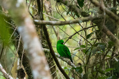 Calyptomena whiteheadi