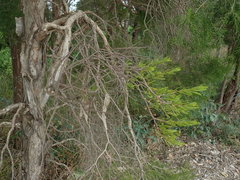 Amyema gaudichaudii