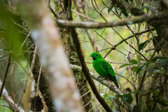 Calyptomena whiteheadi