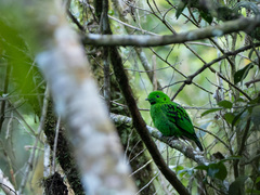 Calyptomena whiteheadi
