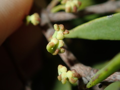 Amyema gaudichaudii