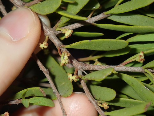 Image of Amyema gaudichaudii by (c) Thomas Mesaglio, some rights reserved (CC BY)