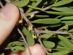Amyema gaudichaudii