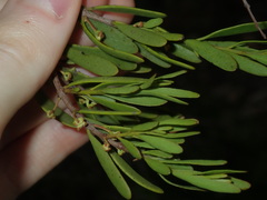 Amyema gaudichaudii