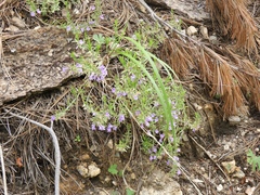 Hedeoma hyssopifolia