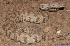 Macrovipera lebetinus schweizeri
