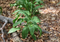 Allium ursinum ursinum