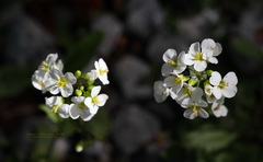 Allium ursinum ursinum