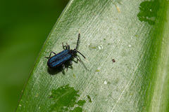 Ischalia indigacea
