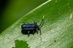 Ischalia indigacea