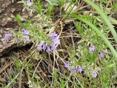 Hedeoma hyssopifolia
