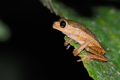 Pithecopus palliatus