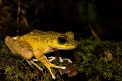 Meristogenys kinabaluensis