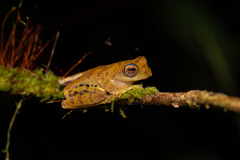 Leptomantis angulirostris