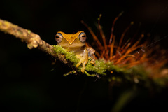 Leptomantis angulirostris