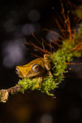 Leptomantis angulirostris