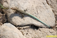 Anatololacerta anatolica