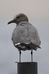 Leucophaeus modestus